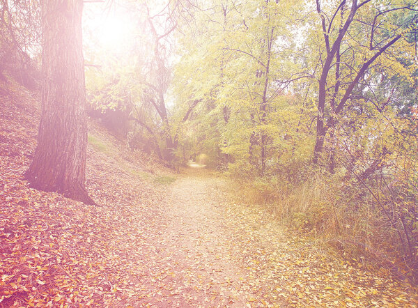A forest with the sun shining through done with a retro vintage instagram filter