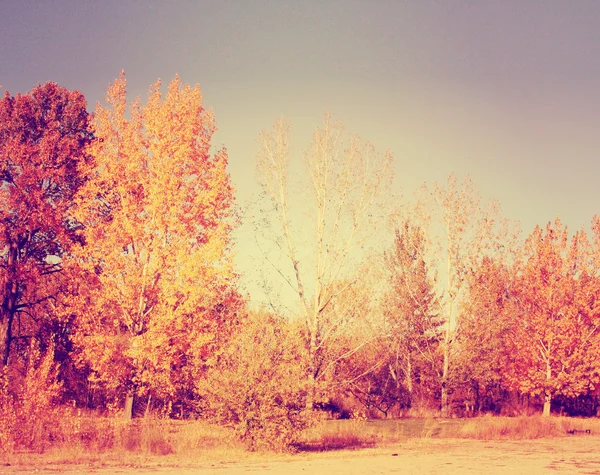 Alberi con foglie autunnali nel bosco — Foto Stock