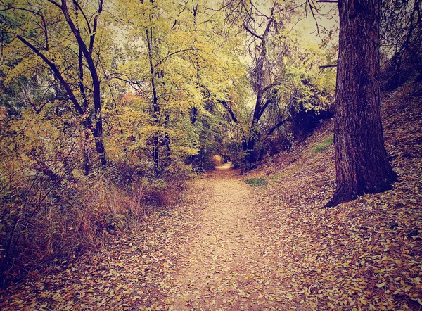 Bosque con sol brillando a través de — Foto de Stock