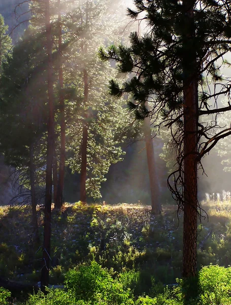 Skogen med solen skiner genom — Stockfoto