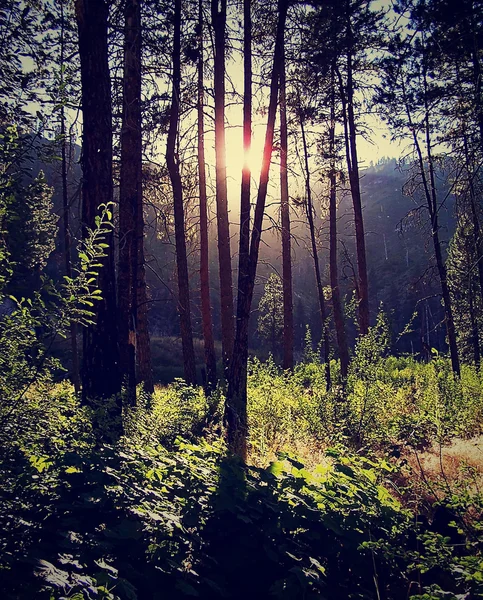 Skogen med solen skiner genom — Stockfoto