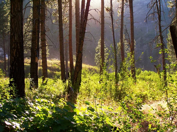 Skogen med solen skiner genom — Stockfoto