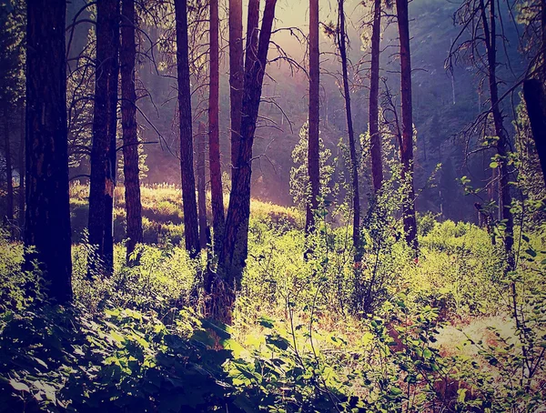 Forest with sun shining through — Stock Photo, Image