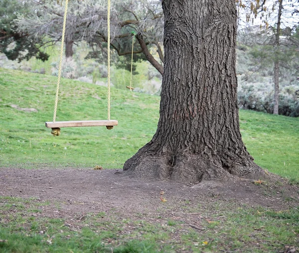 Grande albero con altalena — Foto Stock