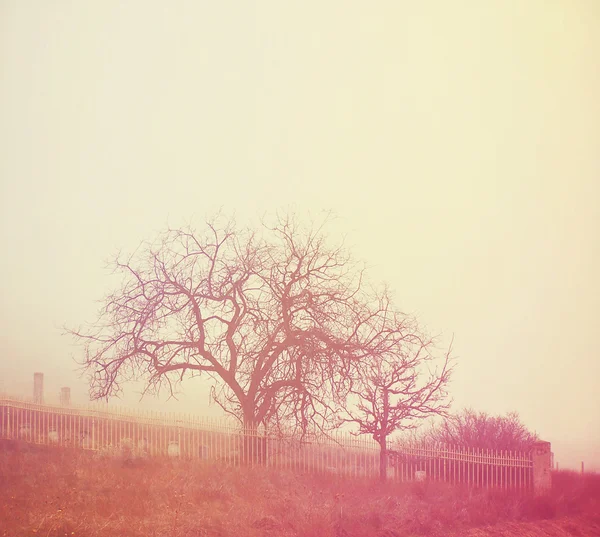 Árbol en invierno sin hojas —  Fotos de Stock