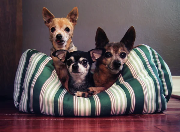 Drie hond pals in bed van de hond samen — Stockfoto