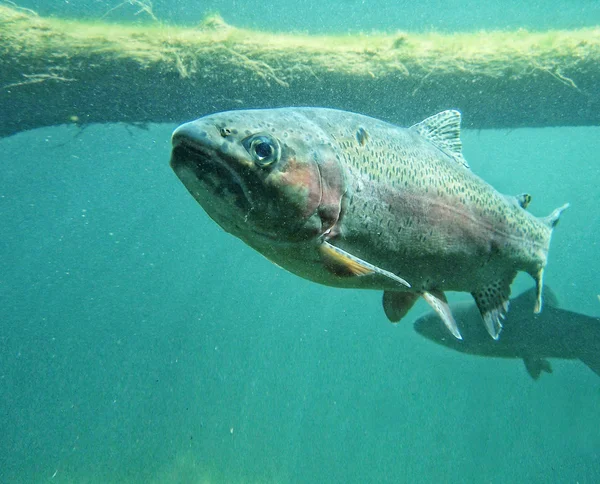 Forel zwemmen op natuur centrum — Stockfoto