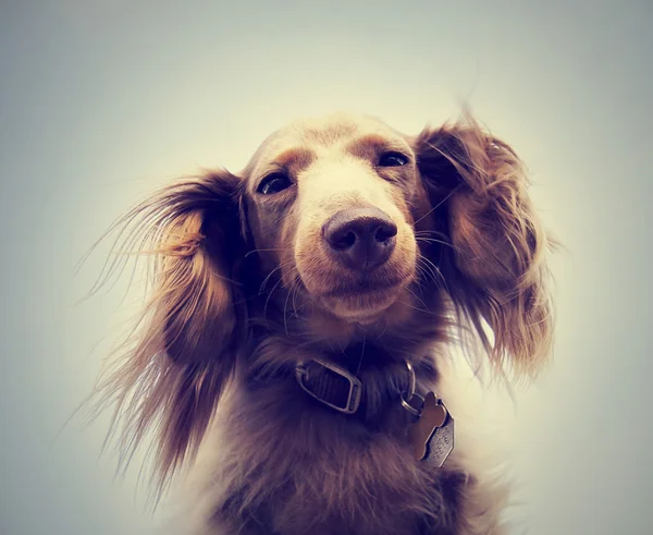 Miniature long haired dachshund — Stock Photo, Image