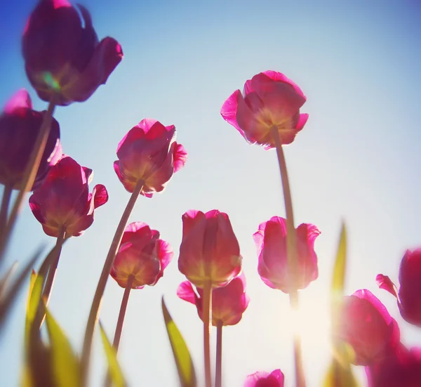 Hübsche rote und rosa Tulpen — Stockfoto