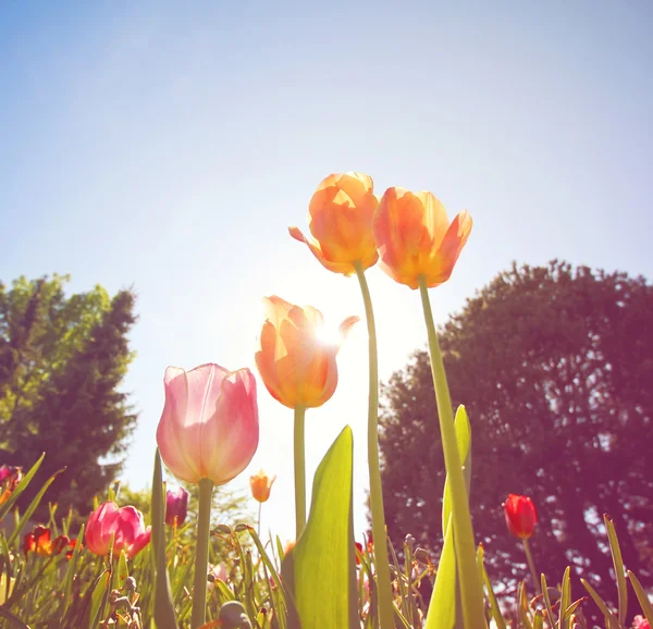 Hübsche Tulpen — Stockfoto