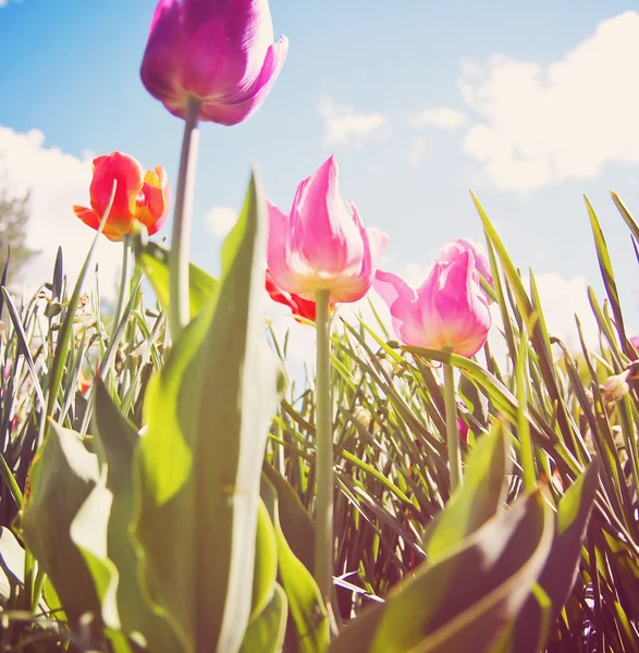 Krásné tulipány — Stock fotografie