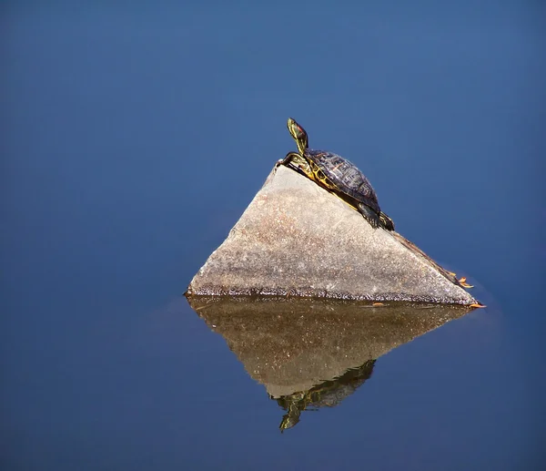 Uma tartaruga em um lago em uma rocha — Fotografia de Stock