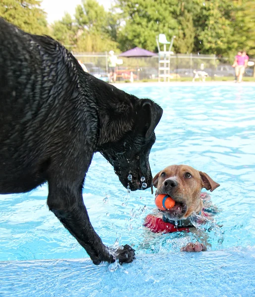 Honden plezier bij zwembad — Stockfoto