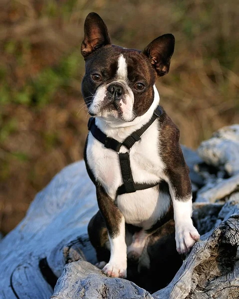 Boston terrier na kawałek driftwood — Zdjęcie stockowe