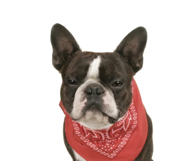 Boston terrier dengan bandana merah — Stok Foto