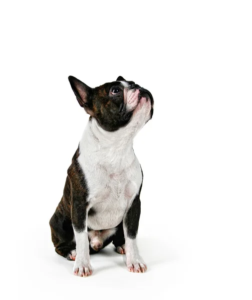 Posłuszny boston terrier szuka — Zdjęcie stockowe