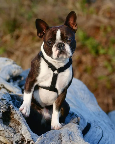 Boston terrier on piece of driftwood — Stock Photo, Image