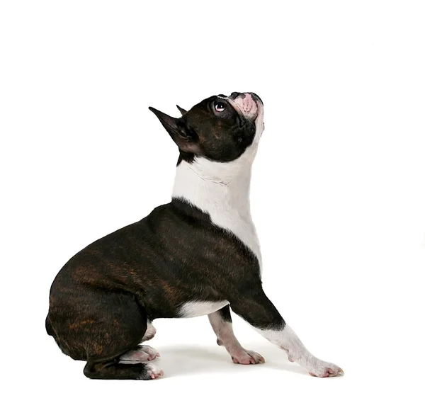 Un obbediente Boston Terrier che alza lo sguardo — Foto Stock