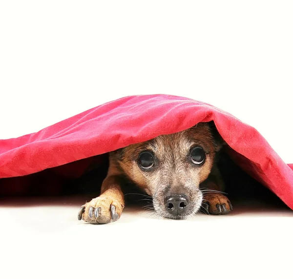 Chihuahua cão sob cobertor vermelho — Fotografia de Stock