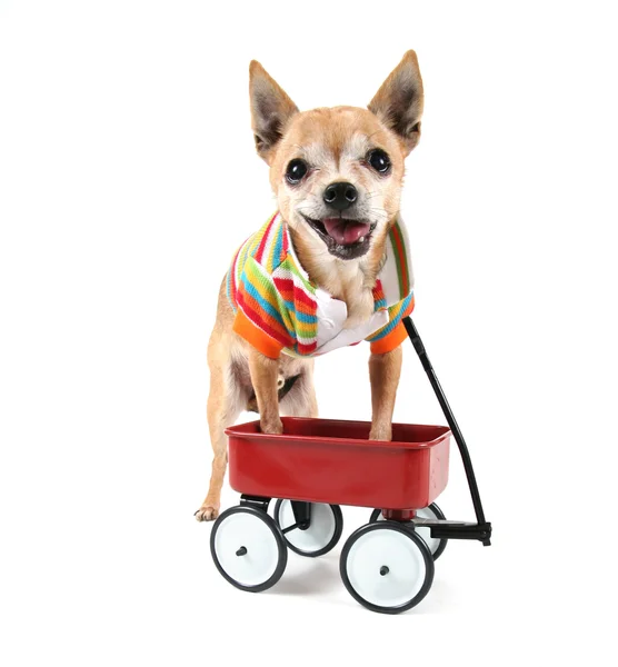 Chihuahua mit winzigem Wagen — Stockfoto