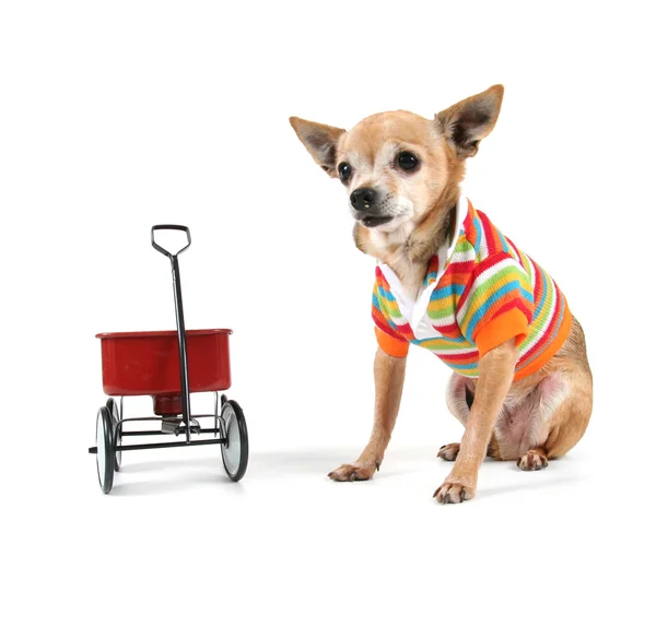 Chihuahua con minuscolo carro — Foto Stock