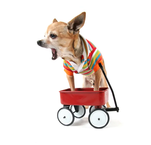 Chihuahua küçük vagon ile — Stok fotoğraf