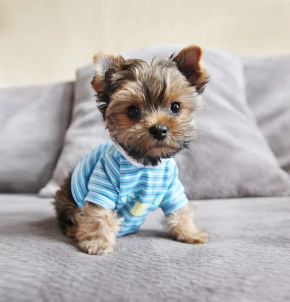 Yorkie in shirt on couch — Stock Photo, Image