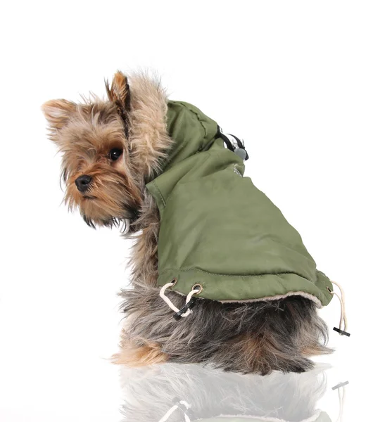 Yorkshire terrier in cappotto invernale — Foto Stock