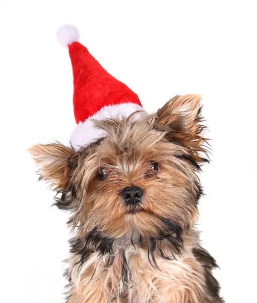 Yorkshire terrier em chapéu de chrismas — Fotografia de Stock