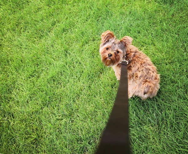 Yorkshire terrier on leash — Stock Photo, Image