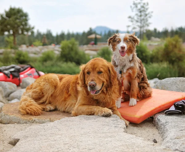 Un par de perros disfrutando del aire libre — Foto de Stock