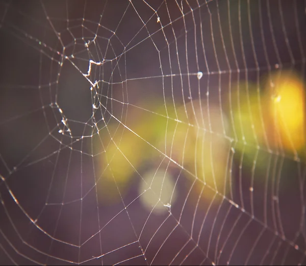 Spinnennetz mit buntem Hintergrund — Stockfoto