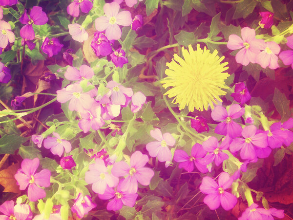 Красивые цветы.
