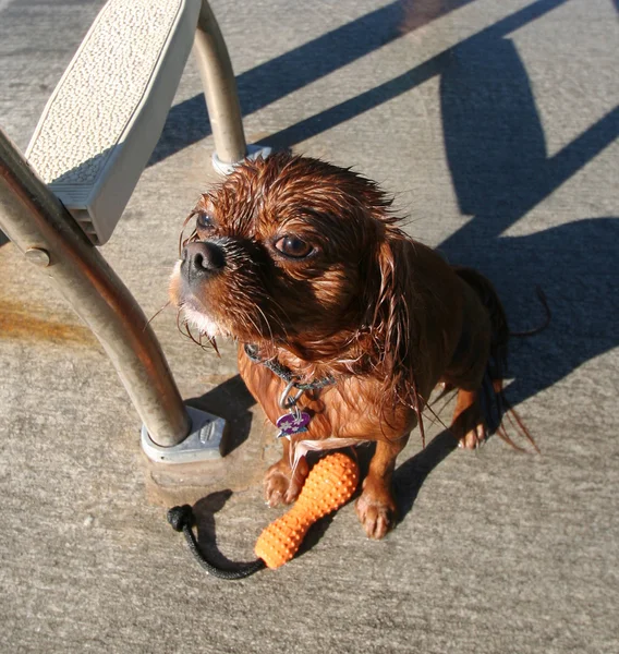 Dog at local pool — Stock Photo, Image