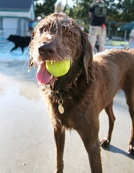 Hond bij lokale zwembad — Stockfoto