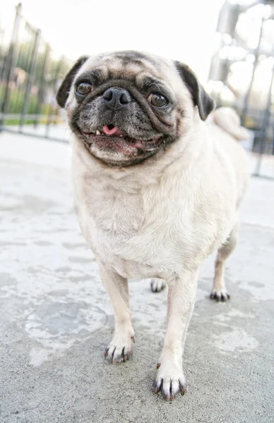 Mops på pool — Stockfoto