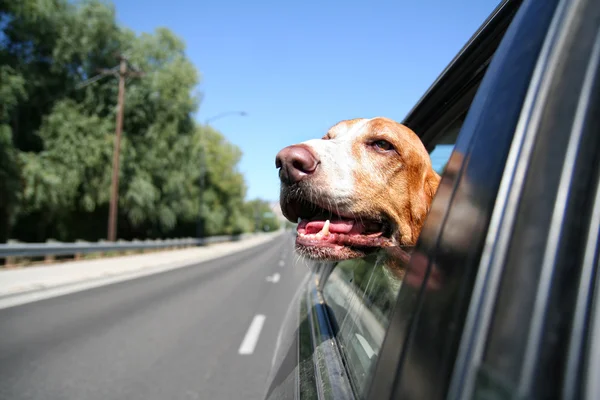 坐在车的短腿猎犬 — 图库照片