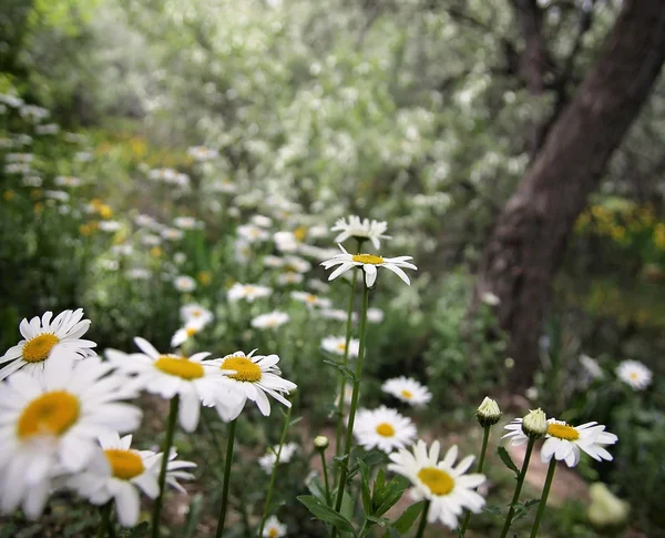 Vackra daisy blommor — Stockfoto
