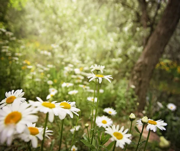 Massa vackra daisy blommor — Stockfoto