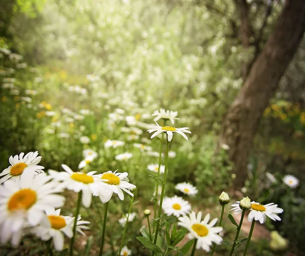 Stelletje mooie madeliefjebloemen — Stockfoto