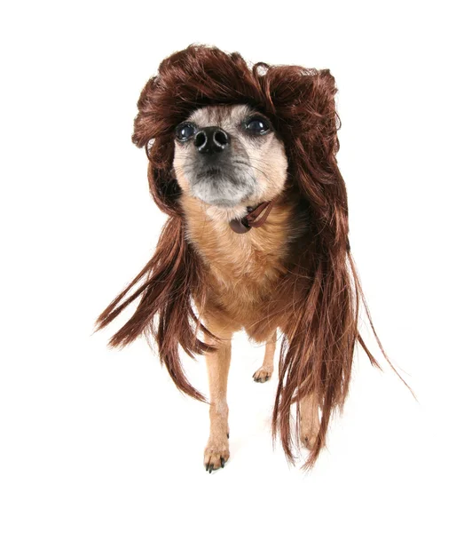 A chihuahua with a wig on — Stock Photo, Image