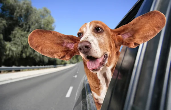 A basset hound in a car — Stock Photo, Image