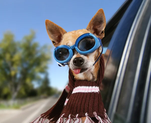 Un chihuahua en un coche — Foto de Stock