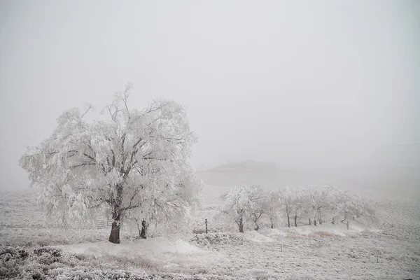 Un paysage hivernal gelé — Photo
