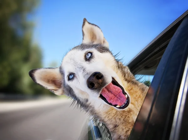 Een grappige husky wolf mix met haar hoofd — Stockfoto