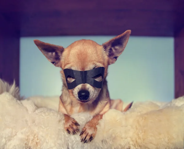 Cute chihuahua with mask on — Stock Photo, Image