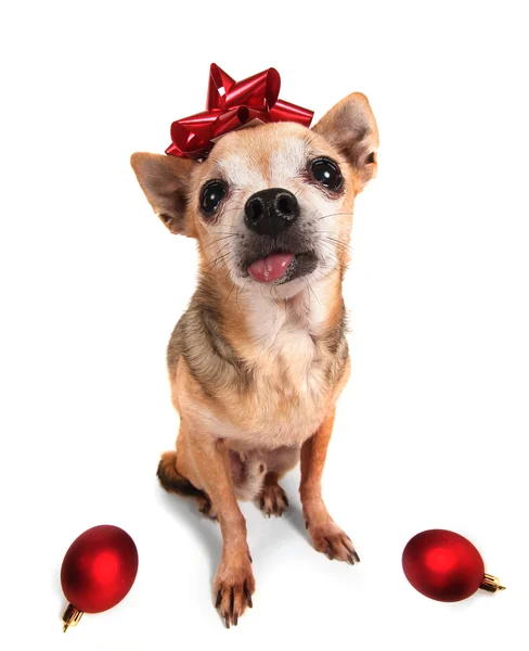 Chihuahua med röd rosett — 图库照片