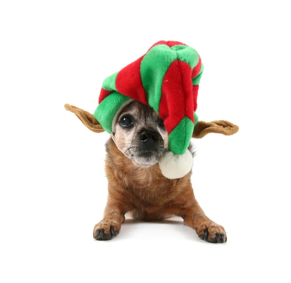 Chihuahua verkleidet sich zu Weihnachten — Stockfoto