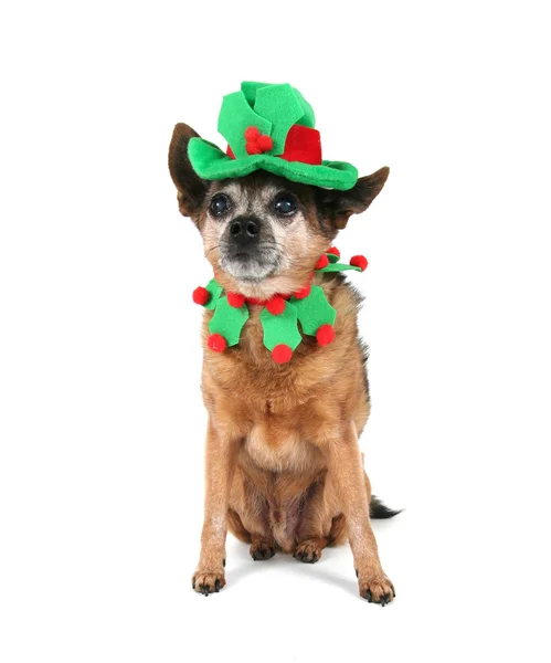 Chihuahua vestita per Natale — Foto Stock