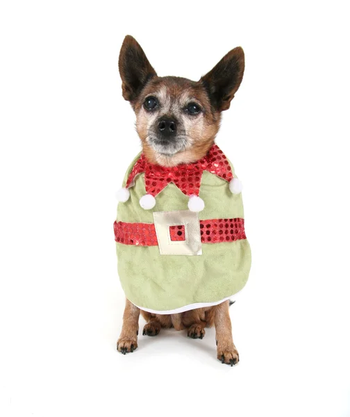 Chihuahua utklädd till jul — Stockfoto